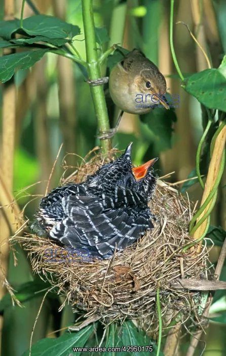  : Common Cuckoo - Juvenile is growing too big for
