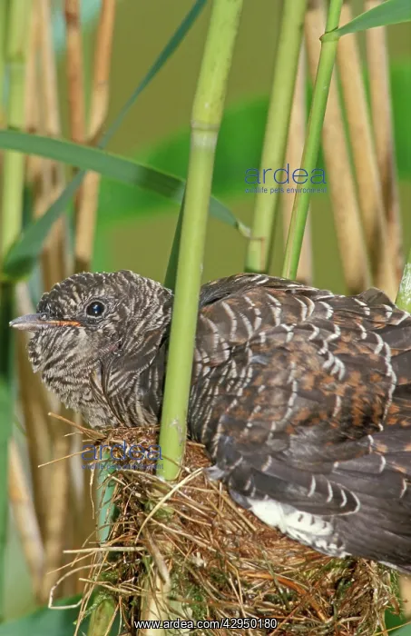 : Common Cuckoo - Juvenile is growing too big for : Common Cuckoo - Juvenile is growing too big for