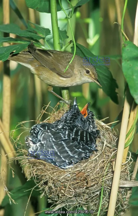 : Common Cuckoo - Juvenile in nest being fed by Reed Warbler : Common Cuckoo - Juvenile in nest being fed by Reed Warbler