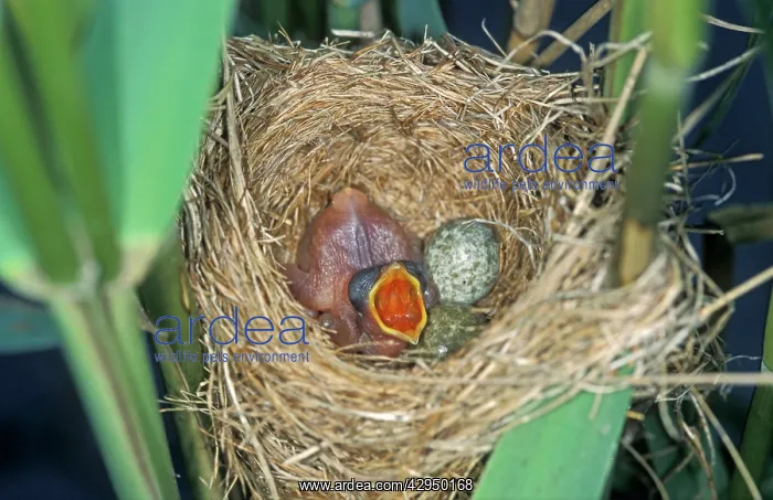  : Common Cuckoo - Juvenile in Reed Warbler nest -