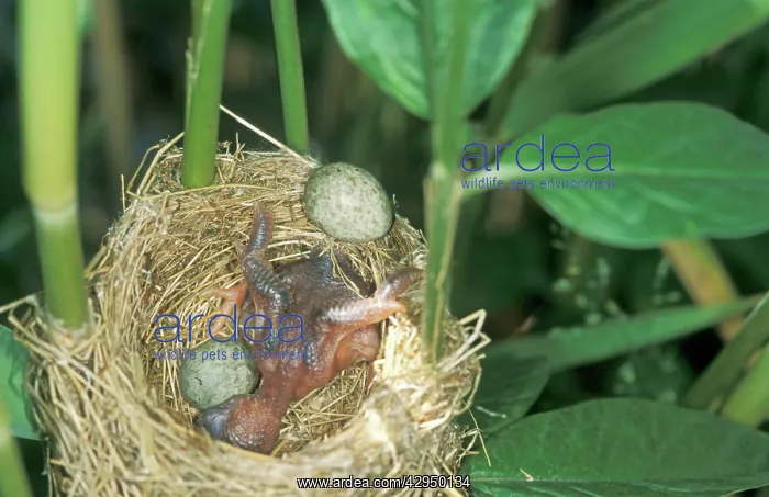 : Common Cuckoo - Juvenile throwing the eggs of the : Common Cuckoo - Juvenile throwing the eggs of the
