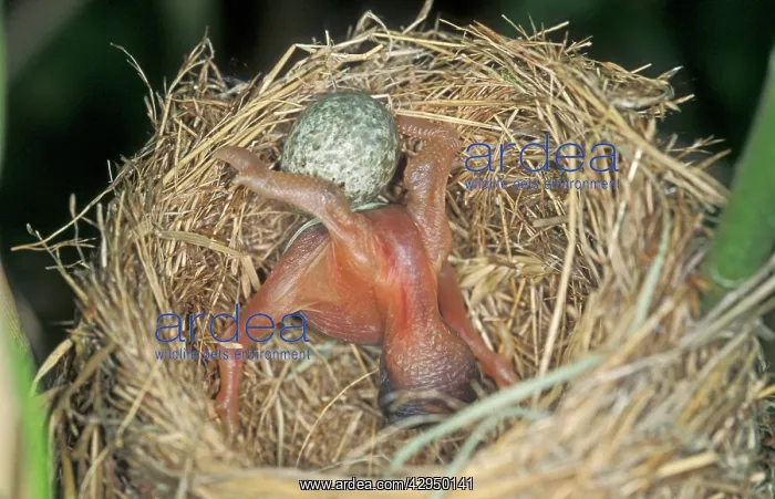 : Common Cuckoo - Juvenile is throwing eggs of Reed : Common Cuckoo - Juvenile is throwing eggs of Reed