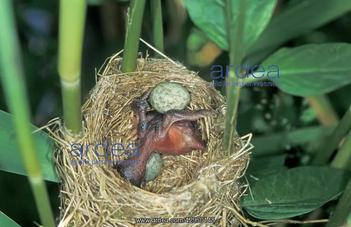 : Common Cuckoo - Juvenile is throwing eggs of Reed : Common Cuckoo - Juvenile is throwing eggs of Reed