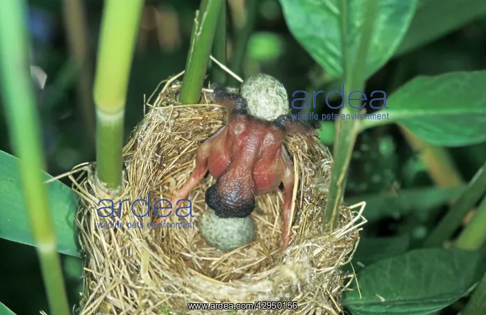 : Common Cuckoo - Juvenile is throwing eggs of Reed : Common Cuckoo - Juvenile is throwing eggs of Reed