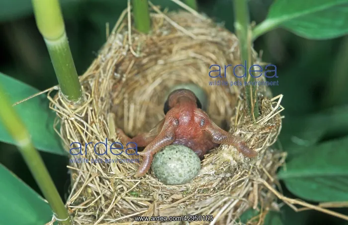 : Common Cuckoo - Juvenile is throwing eggs of Reed : Common Cuckoo - Juvenile is throwing eggs of Reed