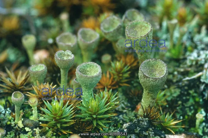 : Common Cup Lichen / Pixy Cup Lichen : Common Cup Lichen / Pixy Cup Lichen