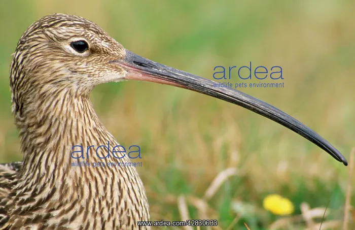 : Common Curlew - close-up : Common Curlew - close-up