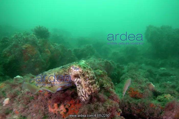 : Common Cuttlefish : Common Cuttlefish