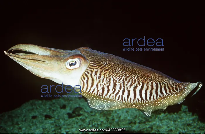 : COMMON CUTTLEFISH : COMMON CUTTLEFISH