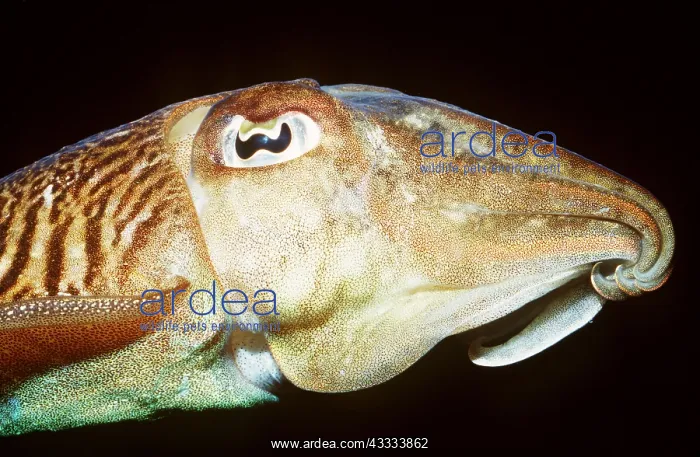 : COMMON CUTTLEFISH - close-up head : COMMON CUTTLEFISH - close-up head