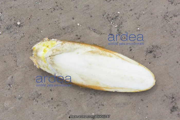 : Common Cuttlefish - Cuttlebone on sandy seashore : Common Cuttlefish - Cuttlebone on sandy seashore