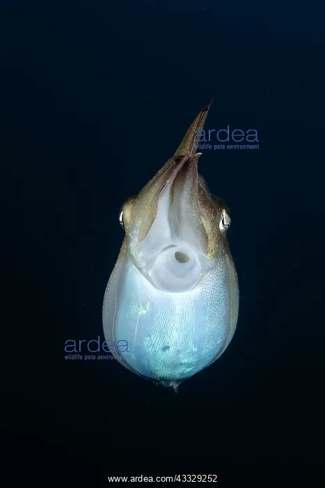  : Common cuttlefish (Sepia officinalis) on black background