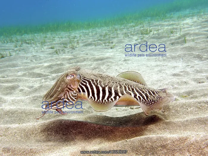 : Common cuttlefish (Sepia officinalis). Dive site : Common cuttlefish (Sepia officinalis). Dive site
