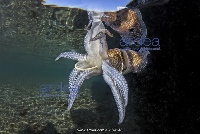 : Common cuttlefish (Sepia officinalis) eating a discarded : Common cuttlefish (Sepia officinalis) eating a discarded
