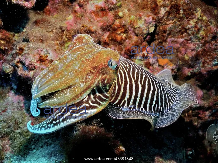 : Common cuttlefish (Sepia officinalis), El Cabron : Common cuttlefish (Sepia officinalis), El Cabron