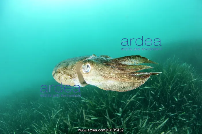: Common cuttlefish (Sepia officinalis) above Posidonia : Common cuttlefish (Sepia officinalis) above Posidonia