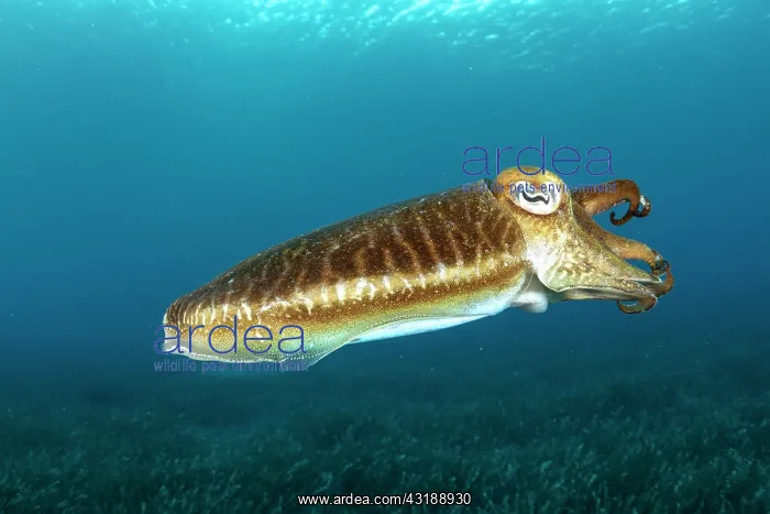 : Common Cuttlefish, (Sepia officinalis), in shallow : Common Cuttlefish, (Sepia officinalis), in shallow