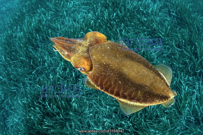 : Common Cuttlefish, (Sepia officinalis), in shallow : Common Cuttlefish, (Sepia officinalis), in shallow