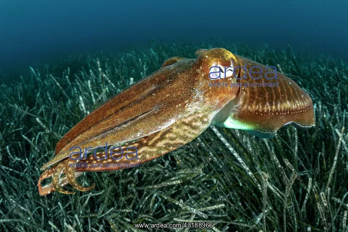 : Common Cuttlefish, (Sepia officinalis), in shallow : Common Cuttlefish, (Sepia officinalis), in shallow