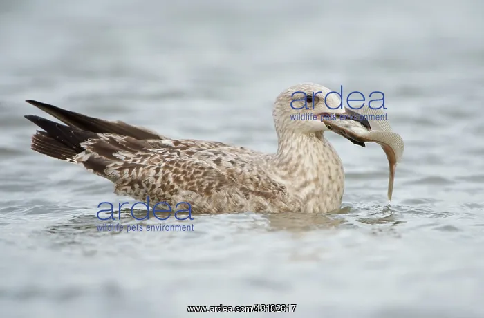  : Common Dab