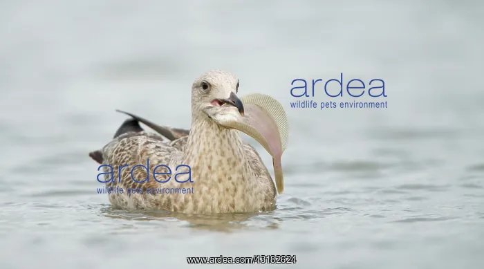 : Common Dab : Common Dab