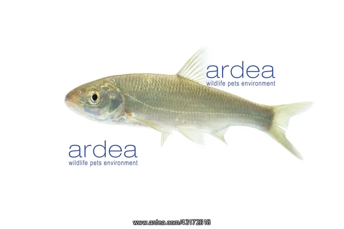 : Common Dace : Common Dace