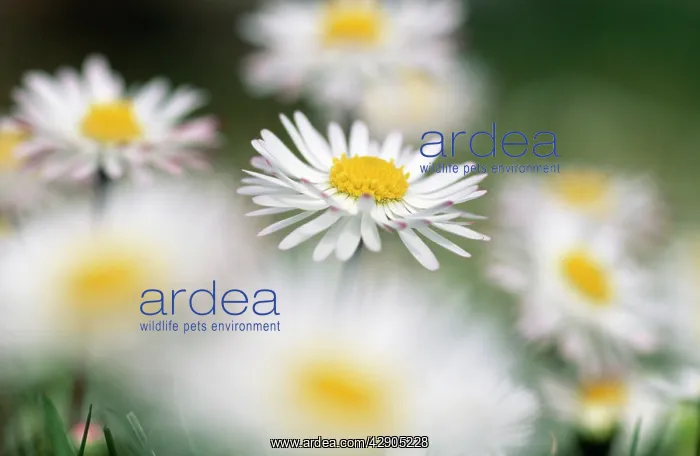  : Common DAISY