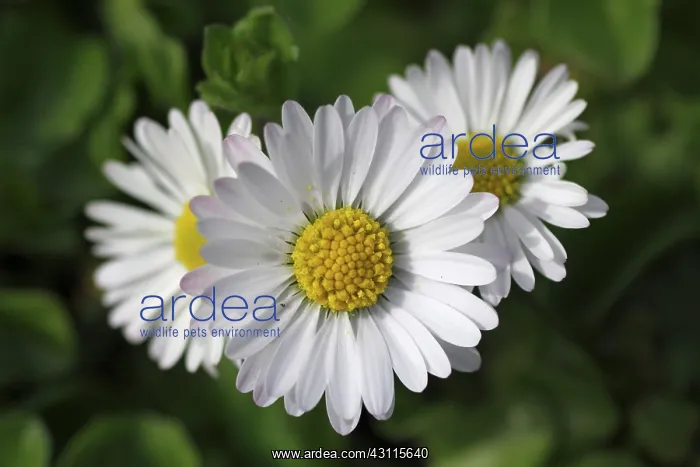 : Common Daisy : Common Daisy