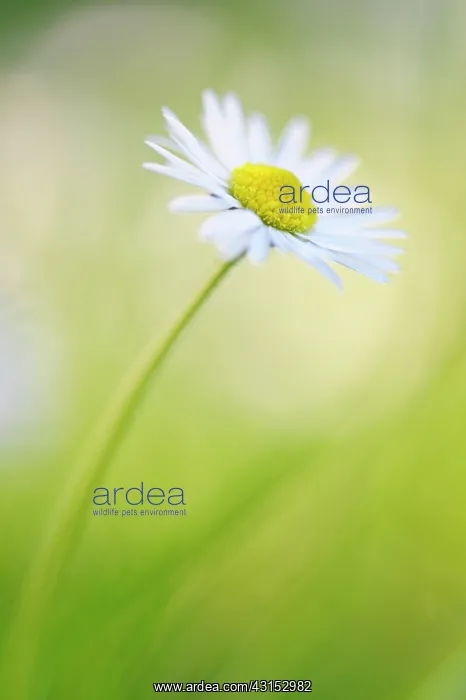 : Common Daisy : Common Daisy