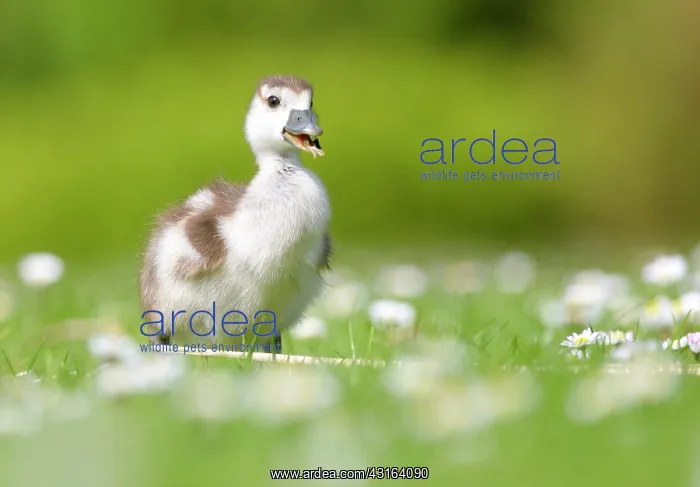 : Common Daisy : Common Daisy