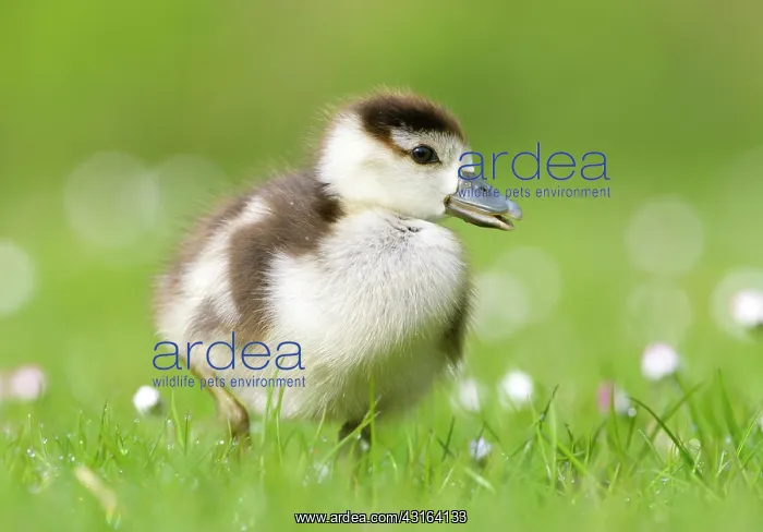 : Common Daisy : Common Daisy