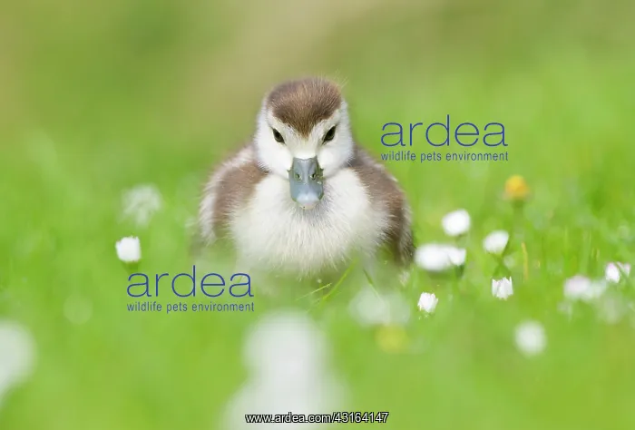 : Common Daisy : Common Daisy