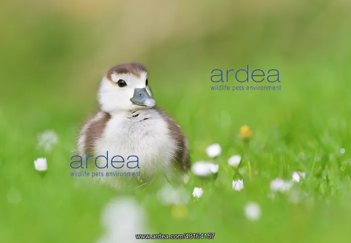  : Common Daisy