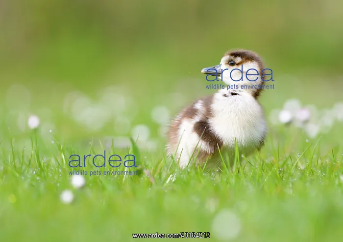 : Common Daisy : Common Daisy