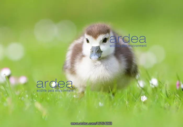 : Common Daisy : Common Daisy