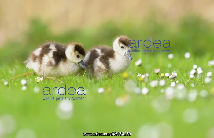 : Common Daisy : Common Daisy