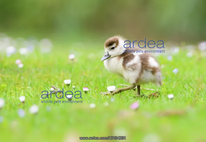 : Common Daisy : Common Daisy