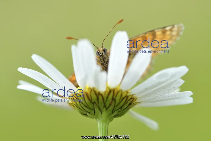 : Common Daisy : Common Daisy