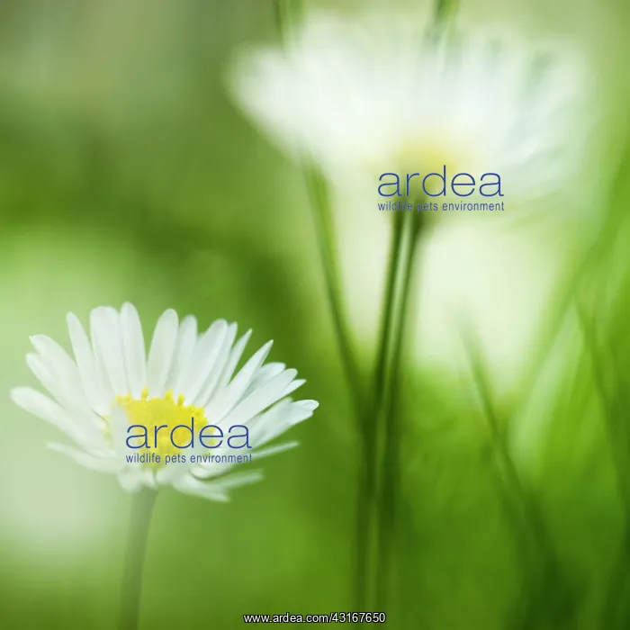 : Common Daisy : Common Daisy