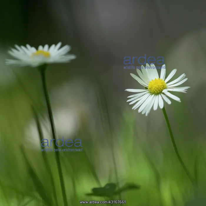 : Common Daisy : Common Daisy
