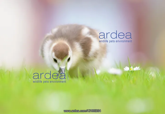 : Common Daisy : Common Daisy