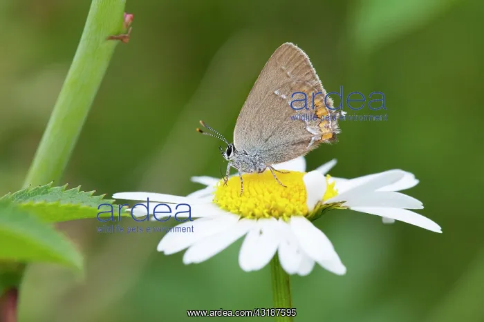 : Common Daisy : Common Daisy