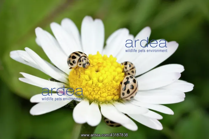  : Common Daisy
