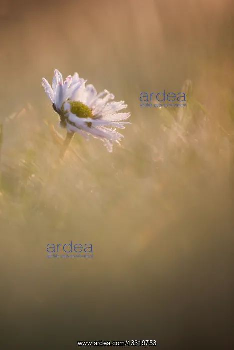 : Common Daisy : Common Daisy