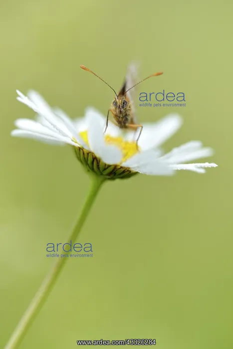 : Common Daisy : Common Daisy