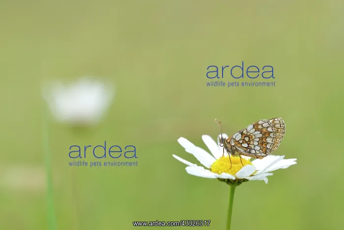 : Common Daisy : Common Daisy