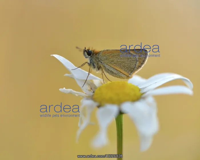 : Common Daisy : Common Daisy