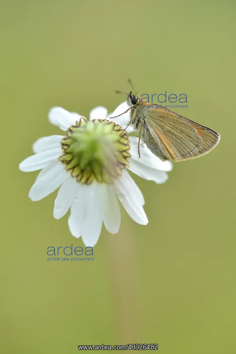 : Common Daisy : Common Daisy