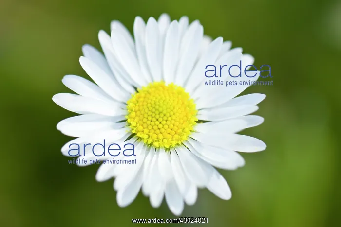 : Common Daisy - flowers : Common Daisy - flowers