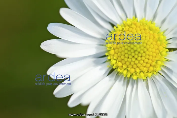: Common Daisy - flowers : Common Daisy - flowers